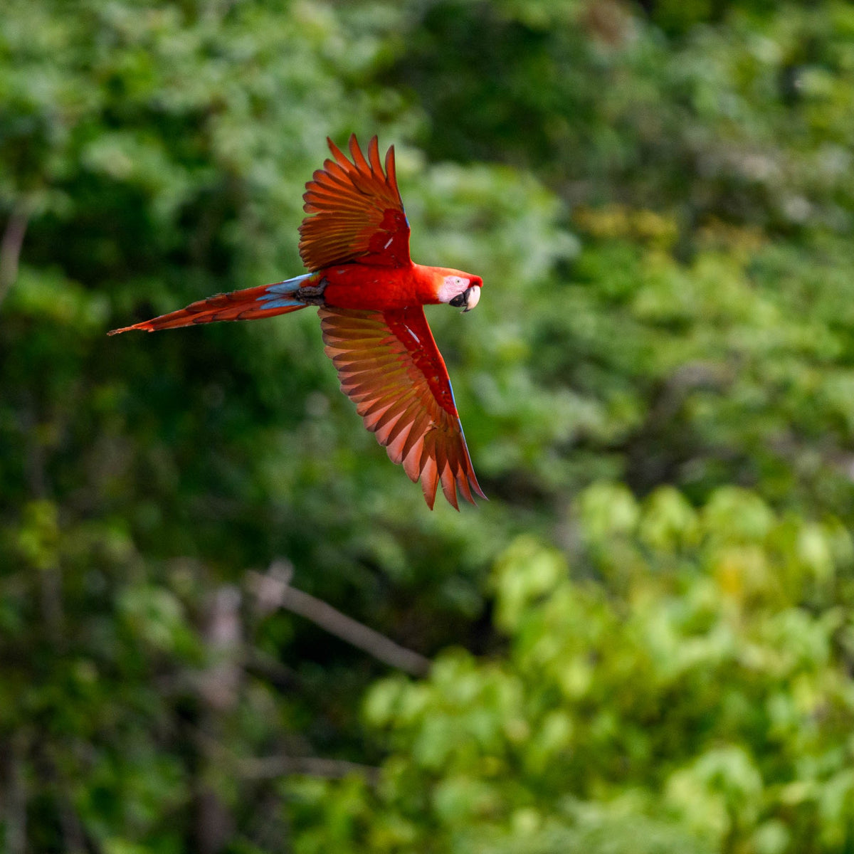 Ara-Papagei fliegt über dem tropischen Regenwald in Peru