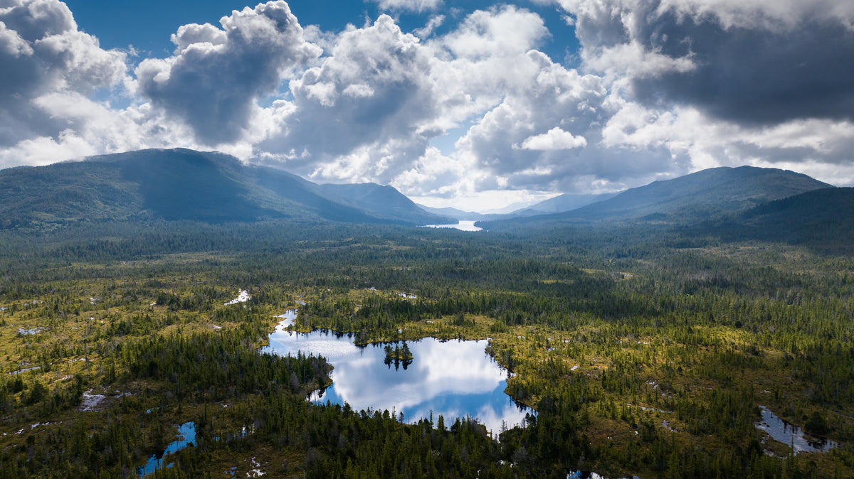 Luftaufnahme eines geschützten Nebelwaldgebiets in Kanada